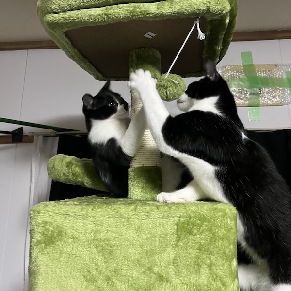 犬猫はどっちが大変5