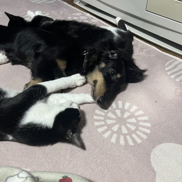犬猫はどっちが大変7