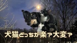 犬猫アイキャッチ 犬猫どっちが大変
