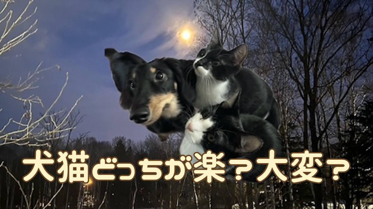 犬猫アイキャッチ 犬猫どっちが大変