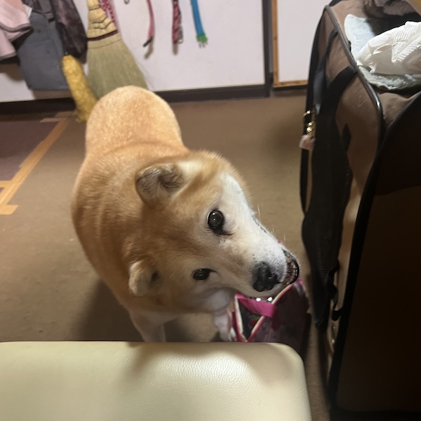 最期の日まで、散歩が好きだった4