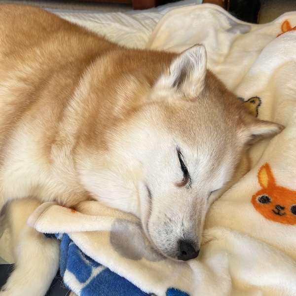 最期の日まで、散歩が好きだった5