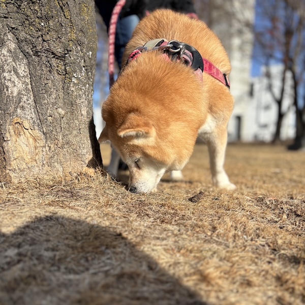 最期の日まで、散歩が好きだった6