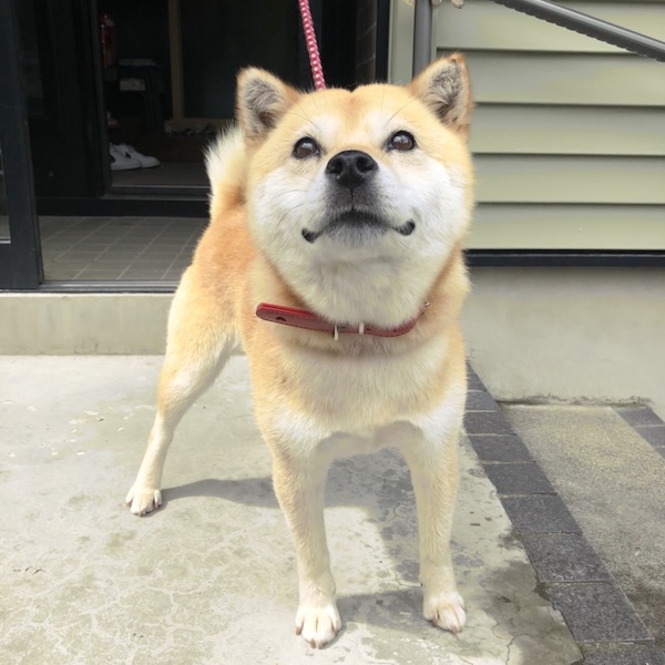 最期の日まで、散歩が好きだった7