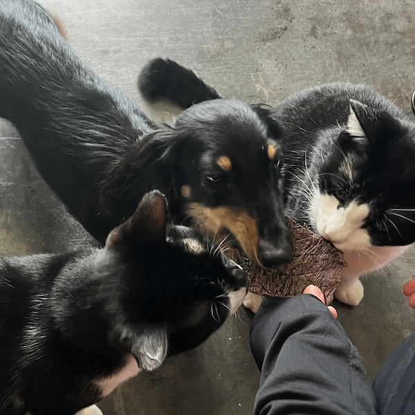 いぬねこ鹿 | 犬猫用エゾシカジャーキー3
