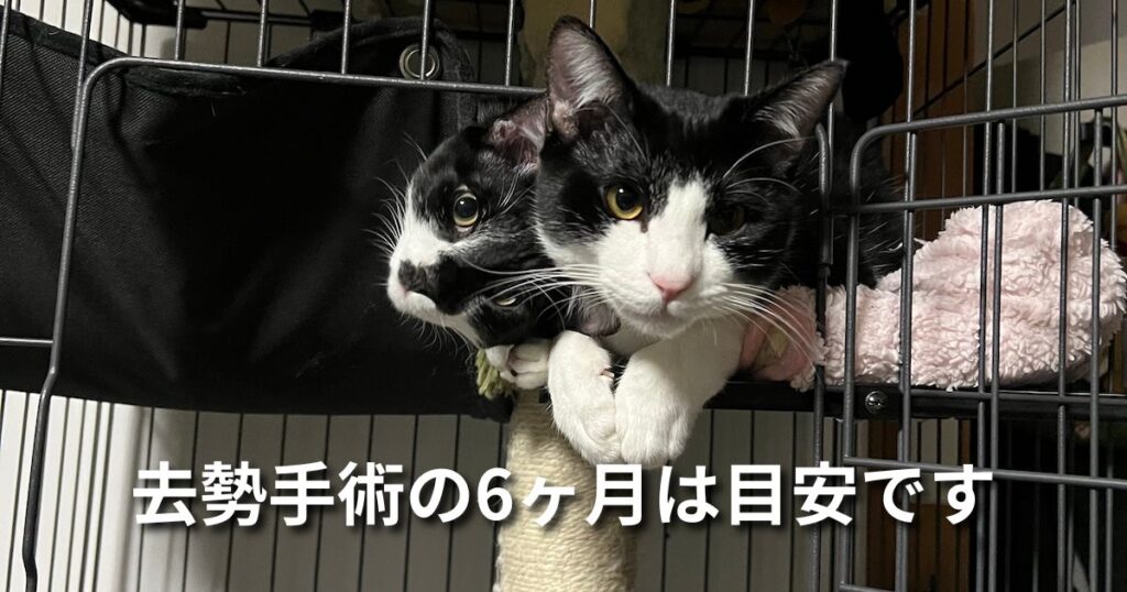 去勢手術の6ヶ月は目安です アイキャッチ