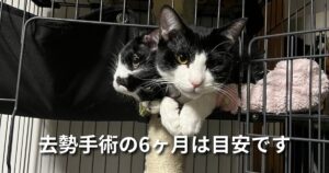 去勢手術の6ヶ月は目安です アイキャッチ