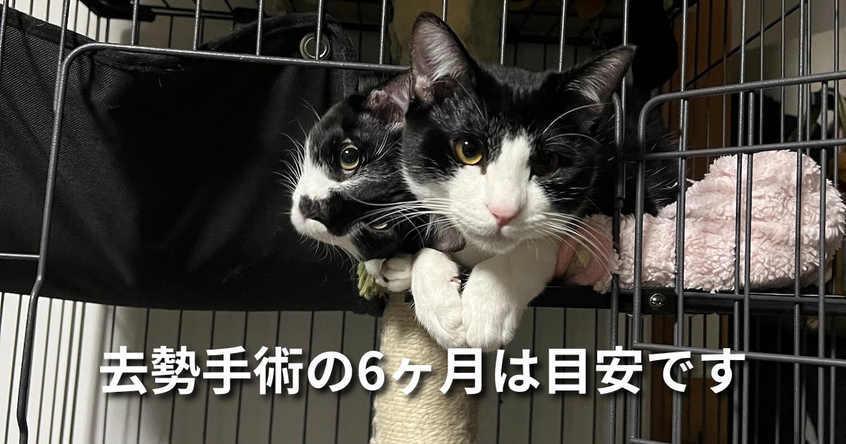 去勢手術の6ヶ月は目安です アイキャッチ
