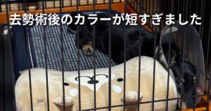 去勢術後のカラーが短すぎました アイキャッチ