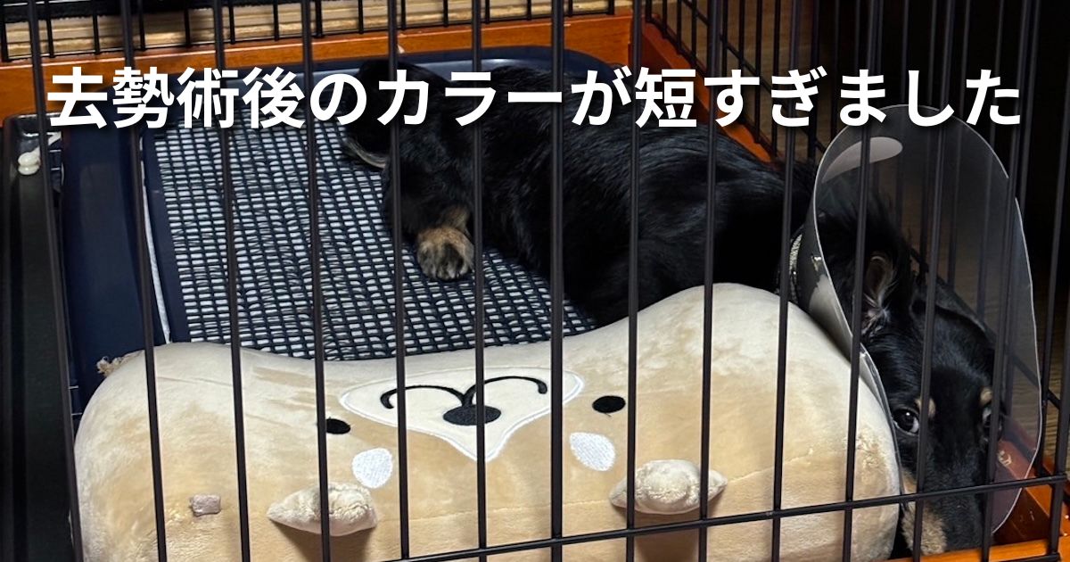 去勢術後のカラーが短すぎました アイキャッチ